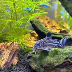 熱帯魚　コリドラスジュリーの画像