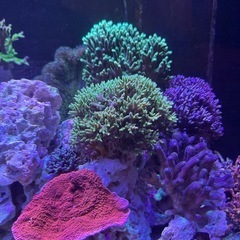 サンゴ