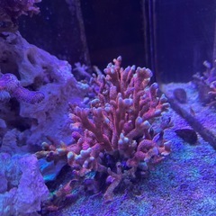 サンゴの画像