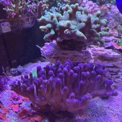 サンゴの画像