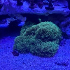 サンゴの画像