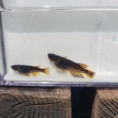 メダカ　五式漆黒タイプ5匹セットの画像