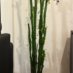 ユーフォルビア　トリゴナ　多肉植物　観葉植物