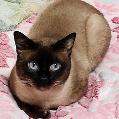 トイブレ　