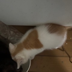 子猫の里親様募集します。 - 里親募集