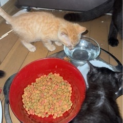 子猫の里親様募集します。