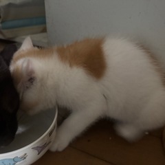 子猫の里親様募集します。 − 宮城県