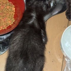 子猫の里親様募集します。 - 猫