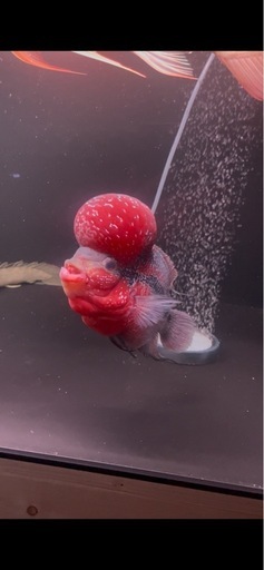 フラワーホーン