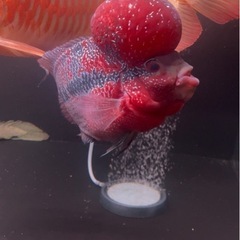 フラワーホーンの画像