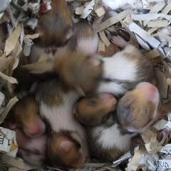 ゴールデンハムスター （残り7匹）里親大募集中 飼育初心者OK