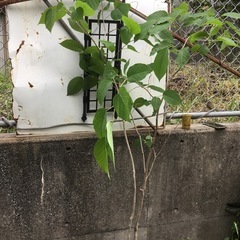 シラキ170センチの画像