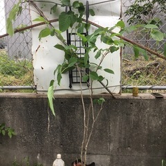 シラキ170センチ