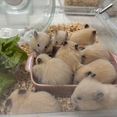 キンクマハムスター生後1ヶ月里親募集
