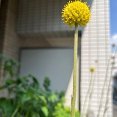 花芽つきグラスペディアグロボーサ（ドライフラワーにも）苗2株