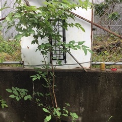 ヤマコウバシ１５０センチ