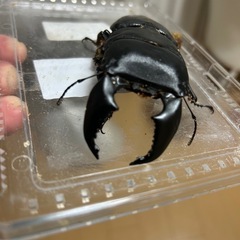 特大スマトラオオヒラタ成虫ペアの画像