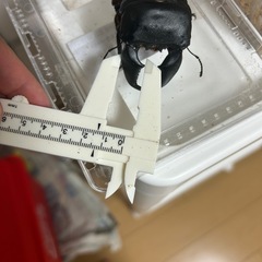 特大スマトラオオヒラタ成虫ペアの画像