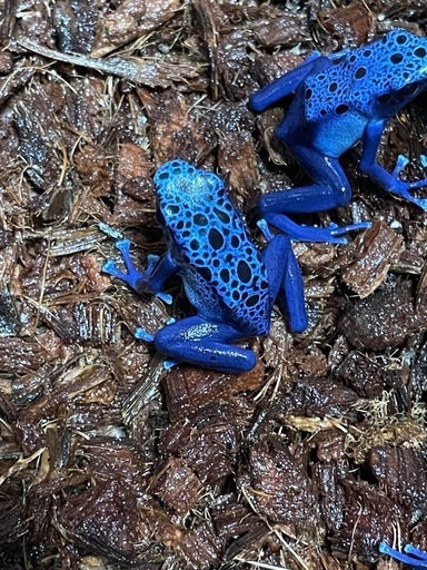 受け渡しきまりました【専用】カエル