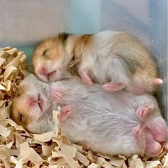 サクッと友達作りがリーズナブル会 − 大阪府