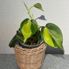 オキシカルジウム　ブラジル