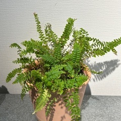 ボストンファーン