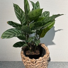 カラテア　フレディ