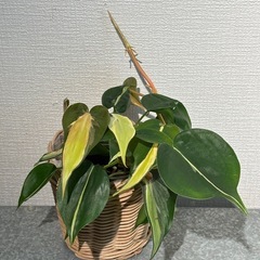 オキシカルジウム　クリームスプラッシュ