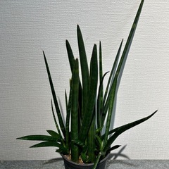 サンスベリア　ロケット