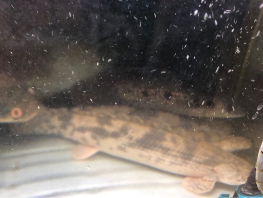熱帯魚　問い合わせ多数。6月いっぱいまで
