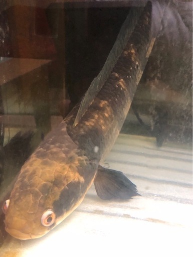 熱帯魚　問い合わせ多数。6月いっぱいまで