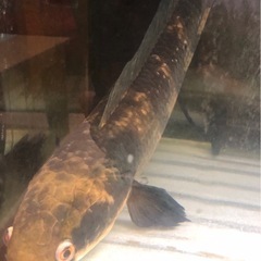 熱帯魚