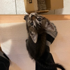 子猫の里親さんを探しています。