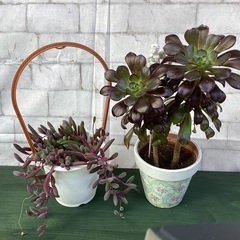 多肉植物、無農薬ハーブ
