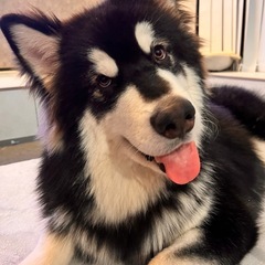 アラスカンマラミュート
