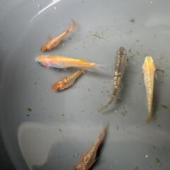 メダカの画像