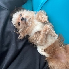 ポメプー