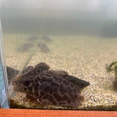 熱帯魚　レオパードクテノポマ　豹柄の画像
