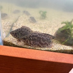 熱帯魚　レオパードクテノポマ　豹柄