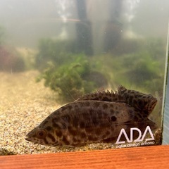 熱帯魚　レオパードクテノポマ　豹柄の画像