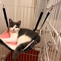 ブリティッシュショートヘア