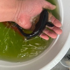 金魚和金7匹（決まりました）
