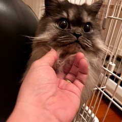 ペルシャ