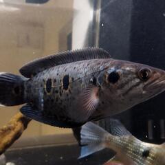 ジャンビ産、WILDフラワートーマン　熱帯魚