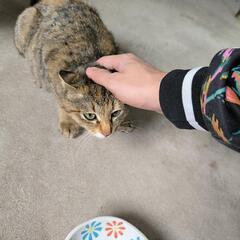 猫ちゃん　二匹います。 - 能代市