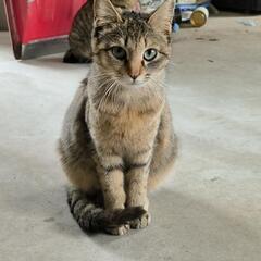 猫ちゃん　二匹います。