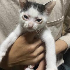 多頭飼育レスキュー・生後6週オス