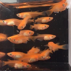 終了⭐️紅帝メダカ⭐️  20匹＋αの画像