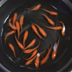 終了⭐️紅帝メダカ⭐️  20匹＋αの画像