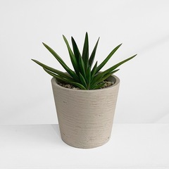 観葉植物 ガステリア②